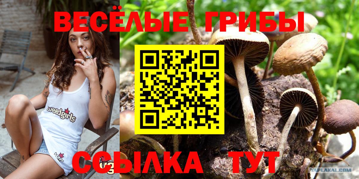 Псилоцибиновые грибы прущие грибы Можайск
